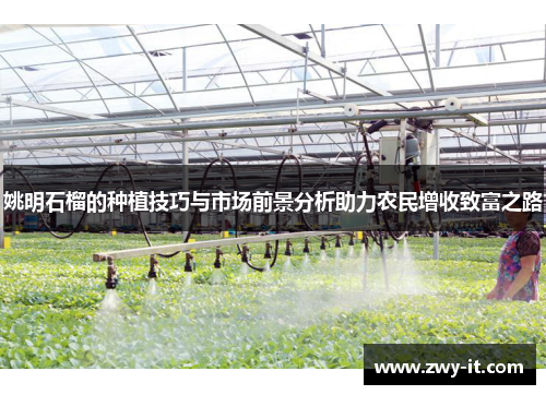 姚明石榴的种植技巧与市场前景分析助力农民增收致富之路